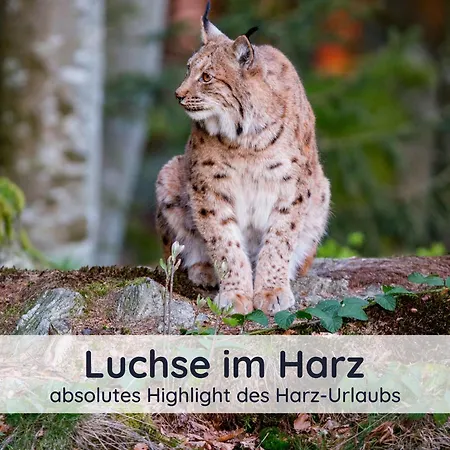 Dolcevita - Mit Eingezaeuntem Garten - Wlan - 2 Terrassen - Gern Mit Hund Casa vacanze *