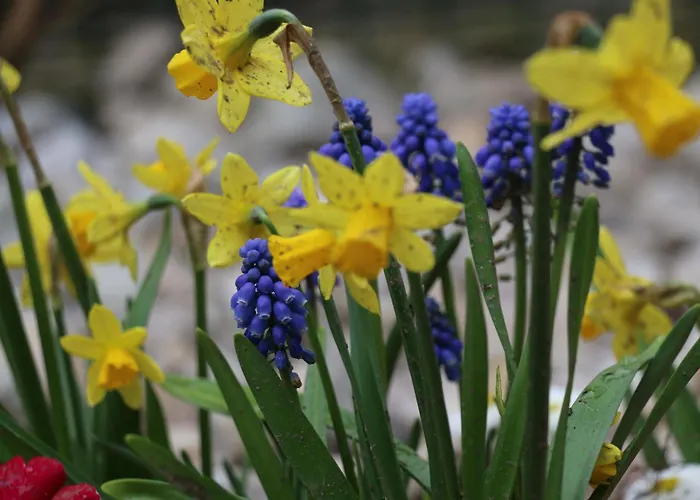 Σπίτι διακοπών Dolcevita - Mit Eingezaeuntem Garten - Wlan - 2 Terrassen - Gern Mit Hund *