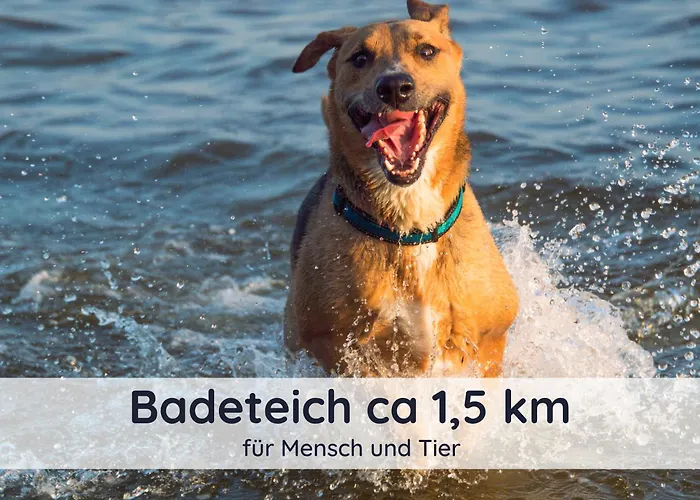 Dolcevita - Mit Eingezaeuntem Garten - Wlan - 2 Terrassen - Gern Mit Hund Walkenried